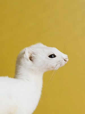 Sitting Ermine Taxidermy (Bubbles), TA358