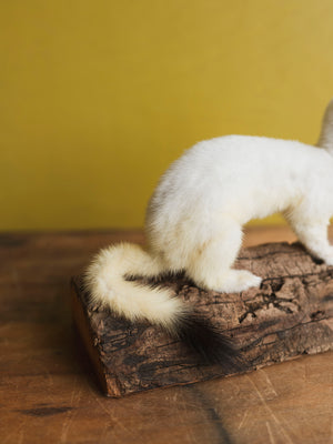 Sitting Ermine Taxidermy (Bubbles), TA358