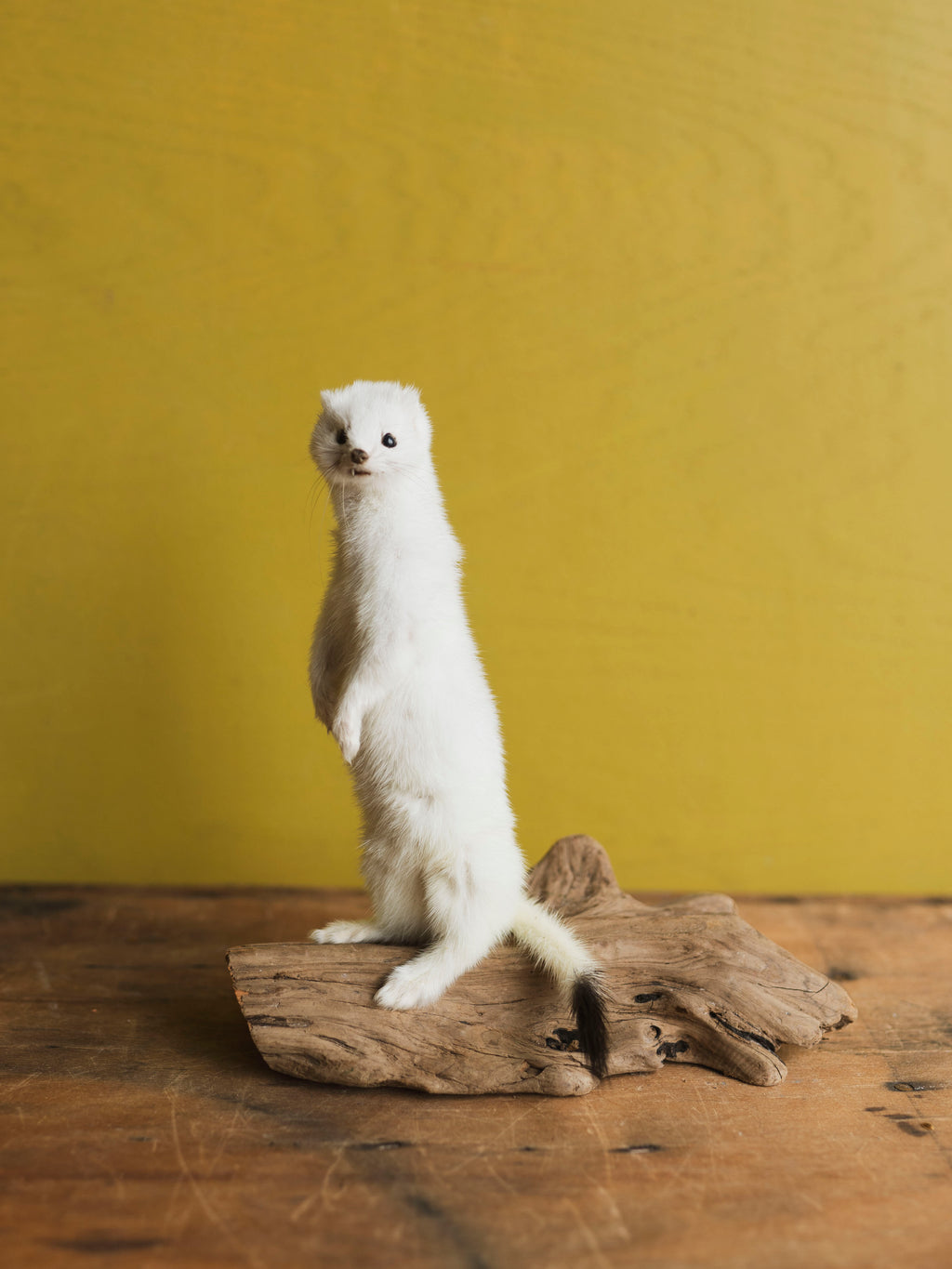 Upright Ermine Taxidermy (Buttercup), TA356