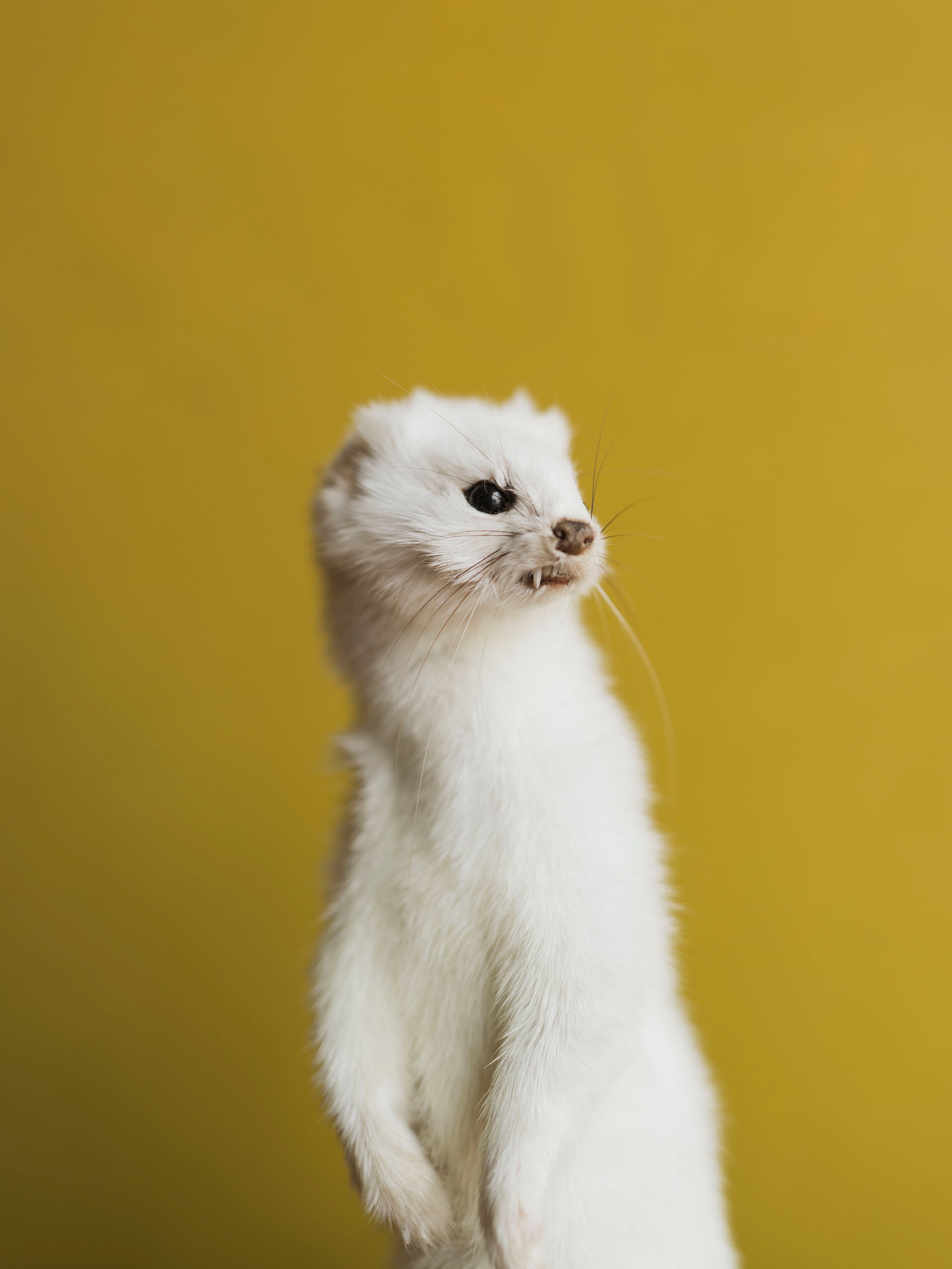 Upright Ermine Taxidermy (Buttercup), TA356
