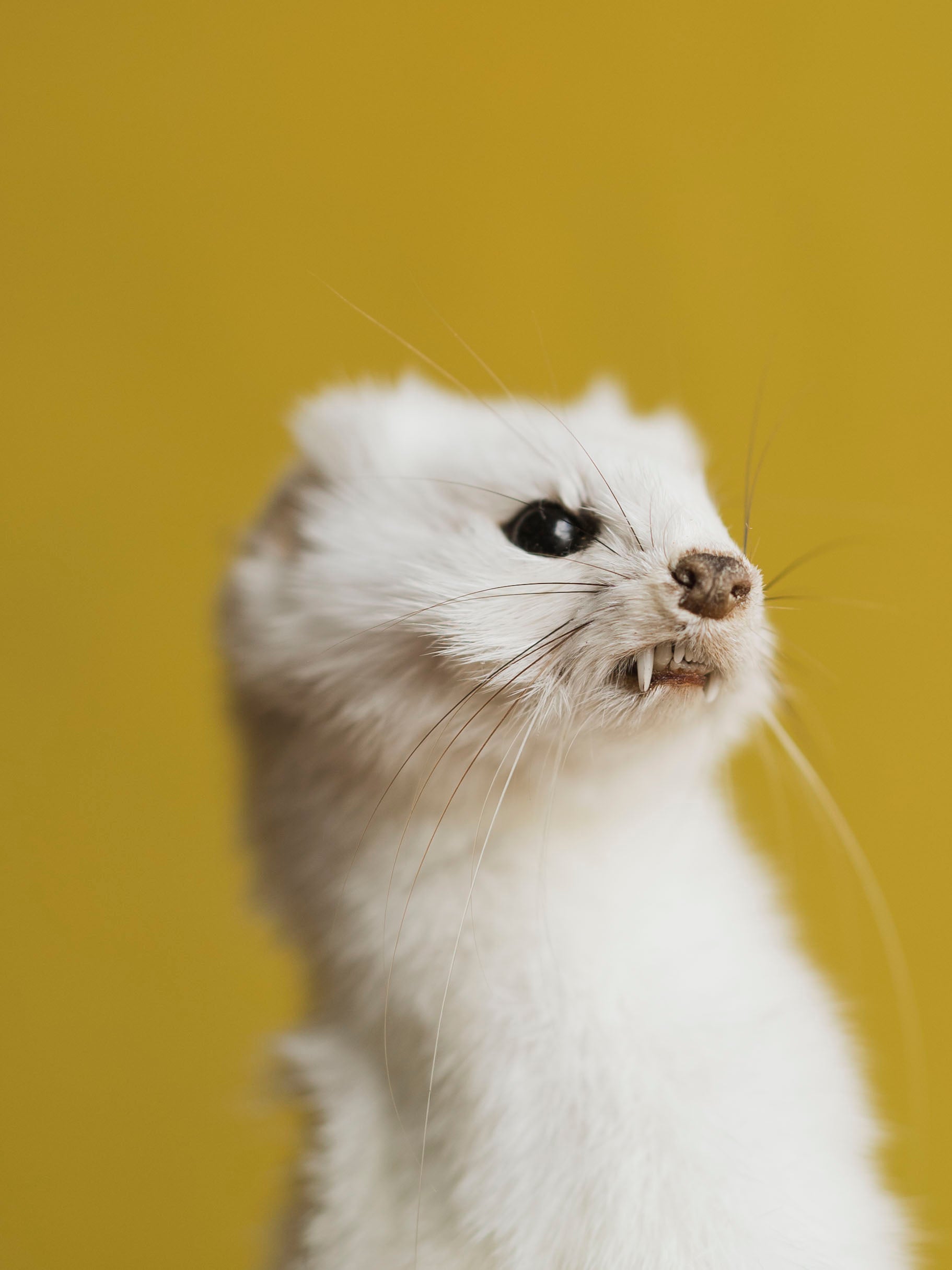 Upright Ermine Taxidermy (Buttercup), TA356
