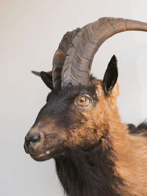 Spanish Ram Shoulder Mount Taxidermy (Lucious), TA348