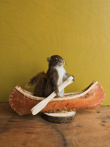 Full Body Squirrel in Canoe Taxidermy (Magellan), TA369