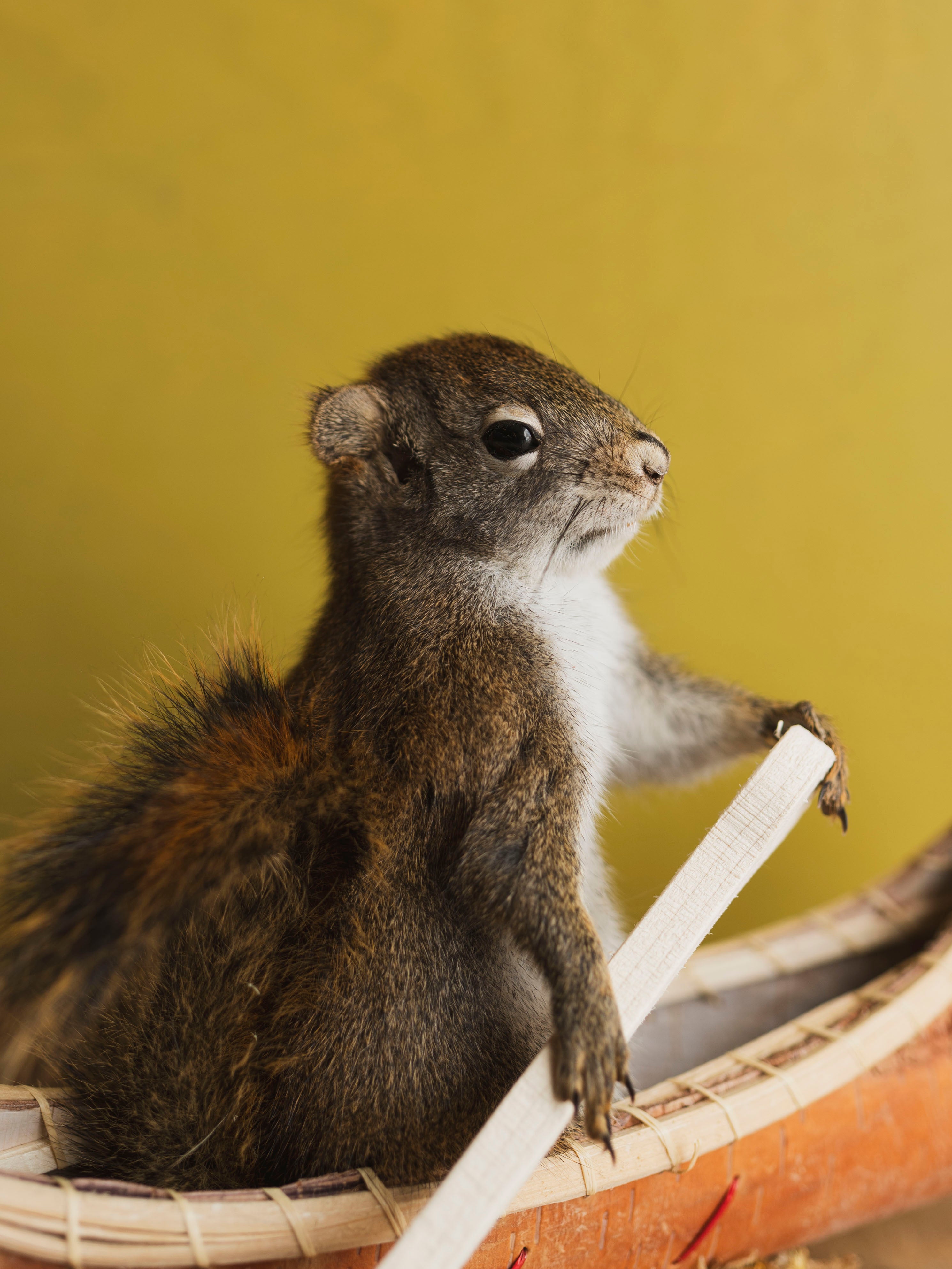 Full Body Squirrel in Canoe Taxidermy (Magellan), TA369