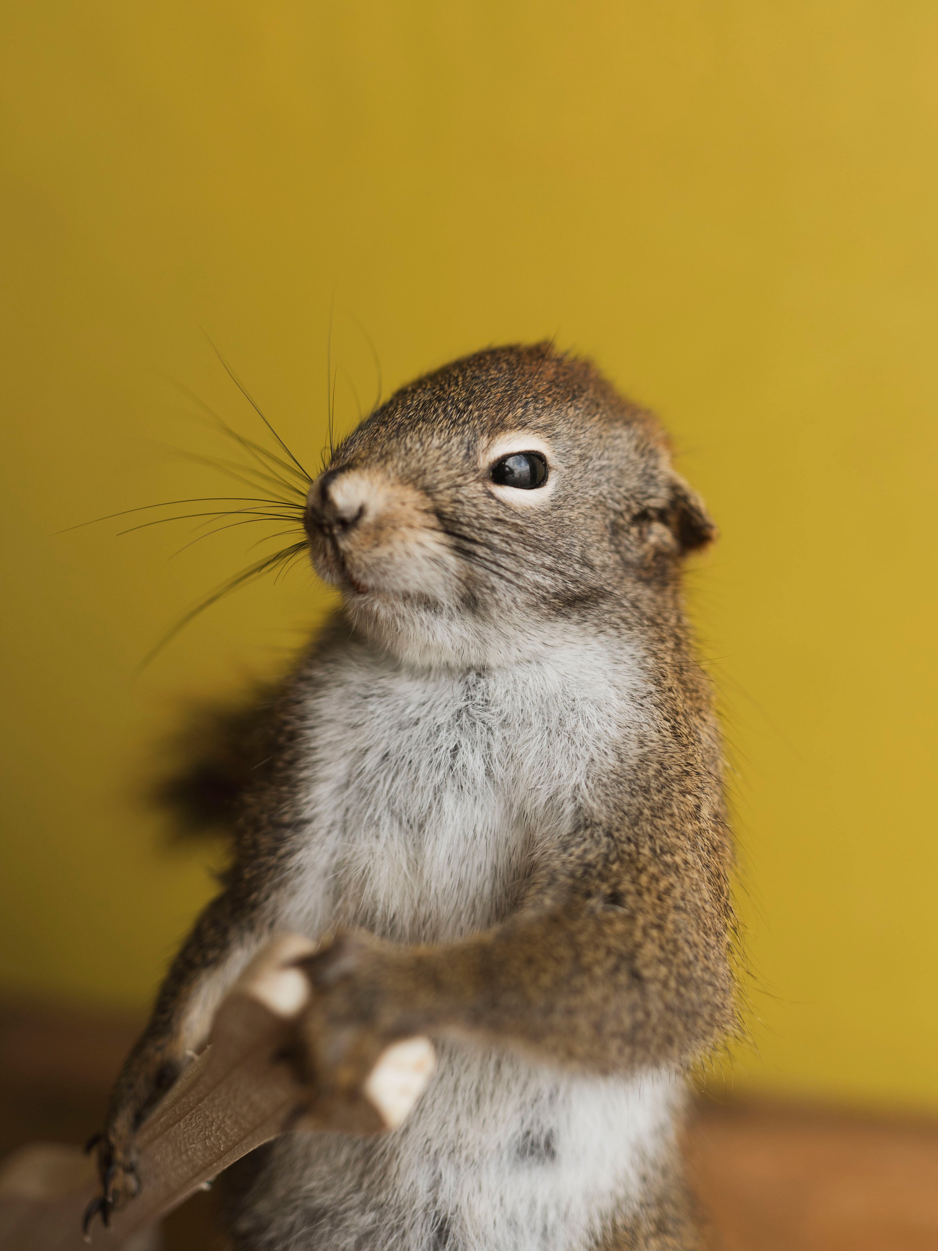 Full Body Squirrel in Canoe Taxidermy (Magellan), TA369