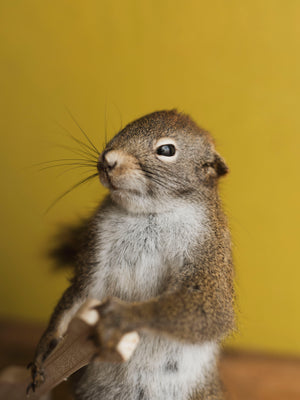 Full Body Squirrel in Canoe Taxidermy (Magellan), TA369