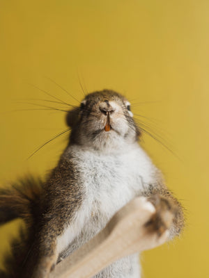 Full Body Squirrel in Canoe Taxidermy (Magellan), TA369