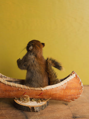Full Body Squirrel in Canoe Taxidermy (Magellan), TA369