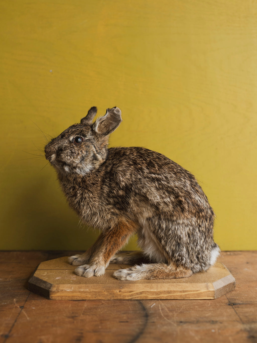 Full Body Rabbit Taxidermy (Harriet), TA366