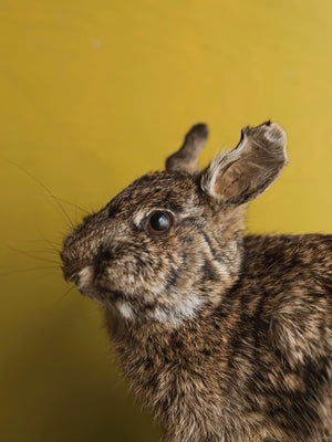 Full Body Rabbit Taxidermy (Harriet), TA366