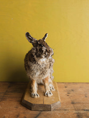 Full Body Rabbit Taxidermy (Harriet), TA366