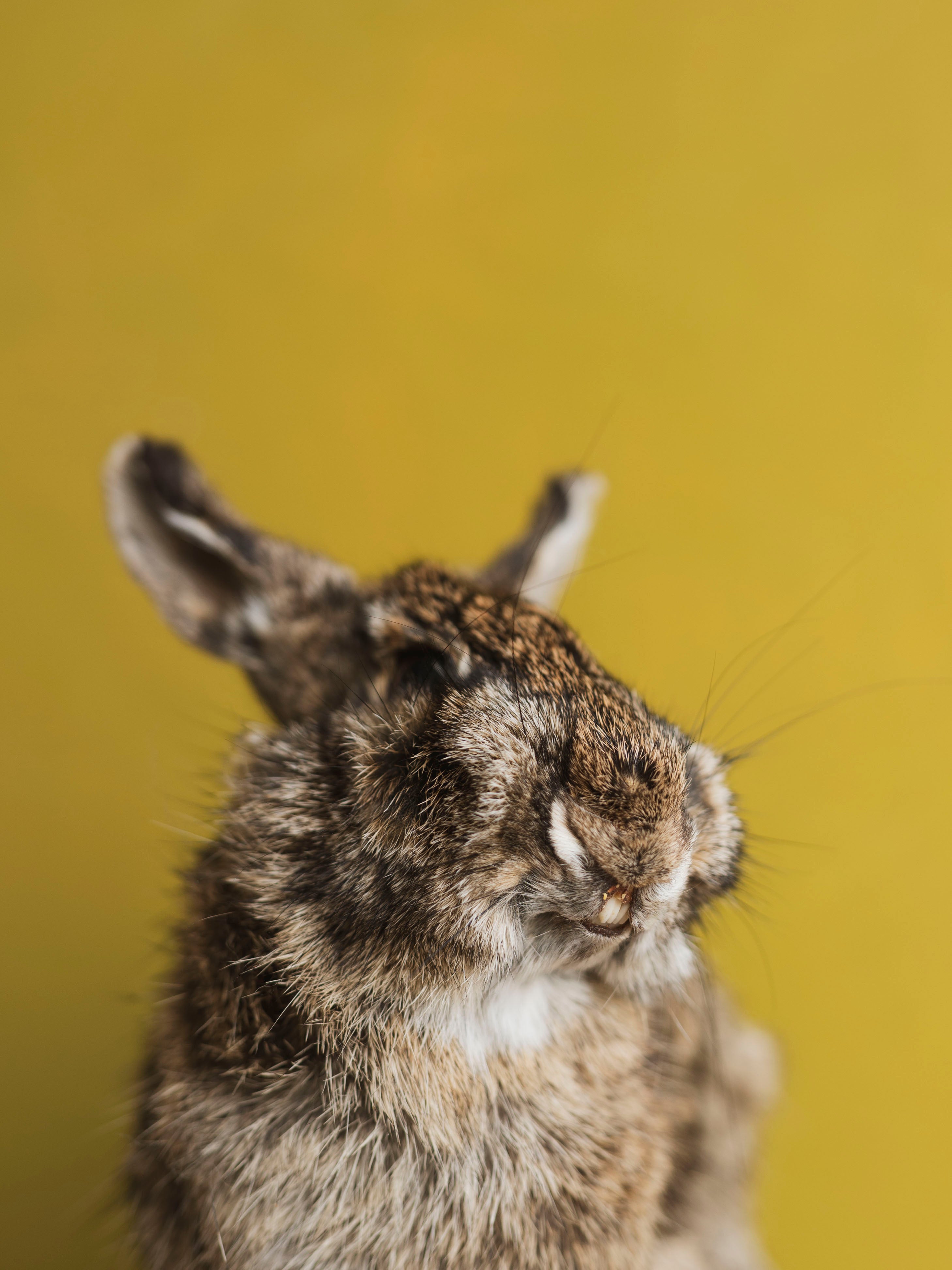 Full Body Rabbit Taxidermy (Harriet), TA366