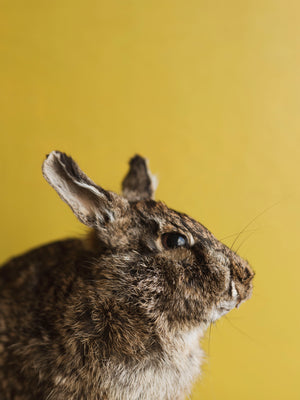 Full Body Rabbit Taxidermy (Harriet), TA366