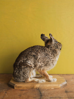 Full Body Rabbit Taxidermy (Harriet), TA366