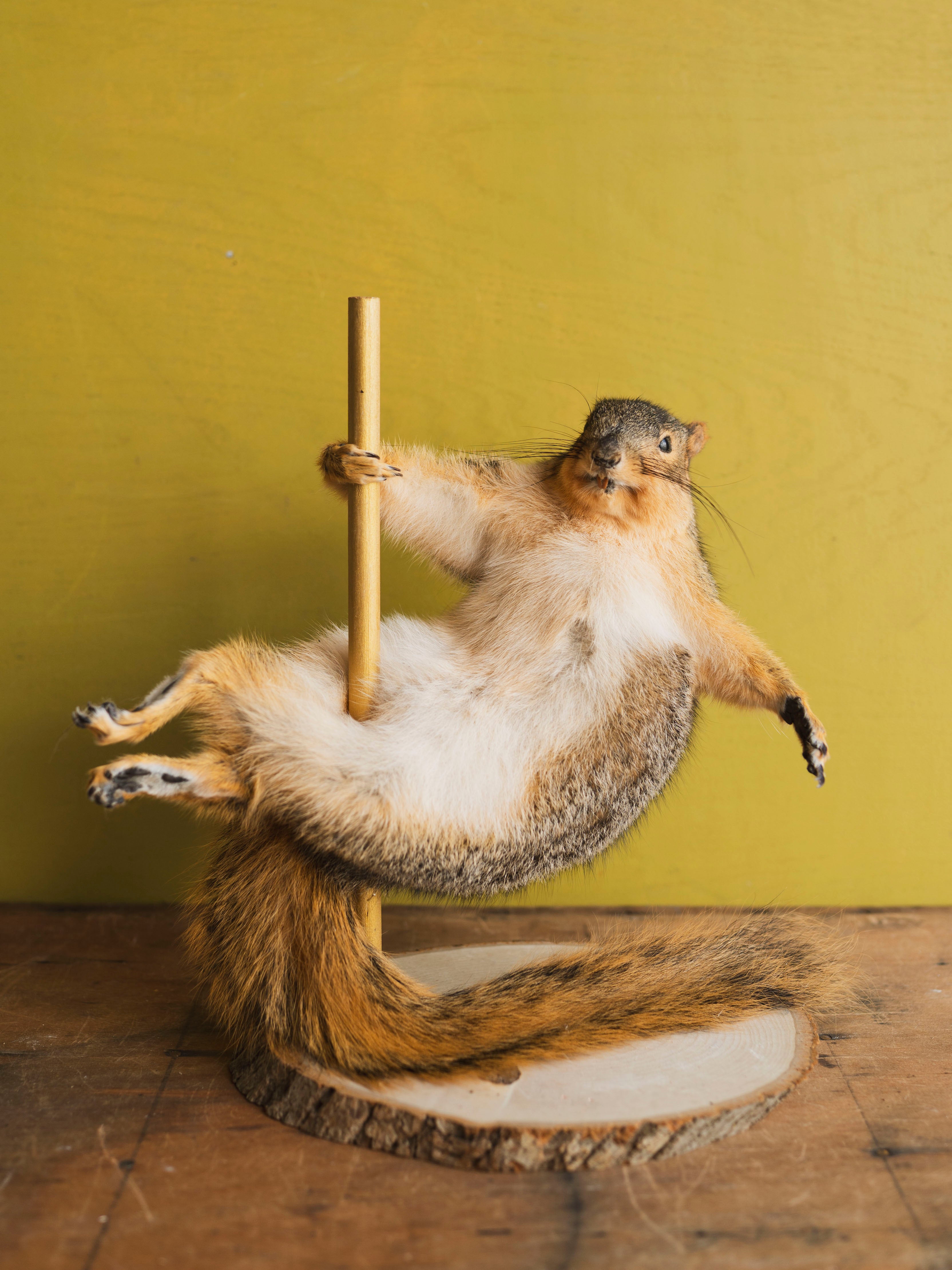 Stripper Squirrel Taxidermy (Cupid), TA368