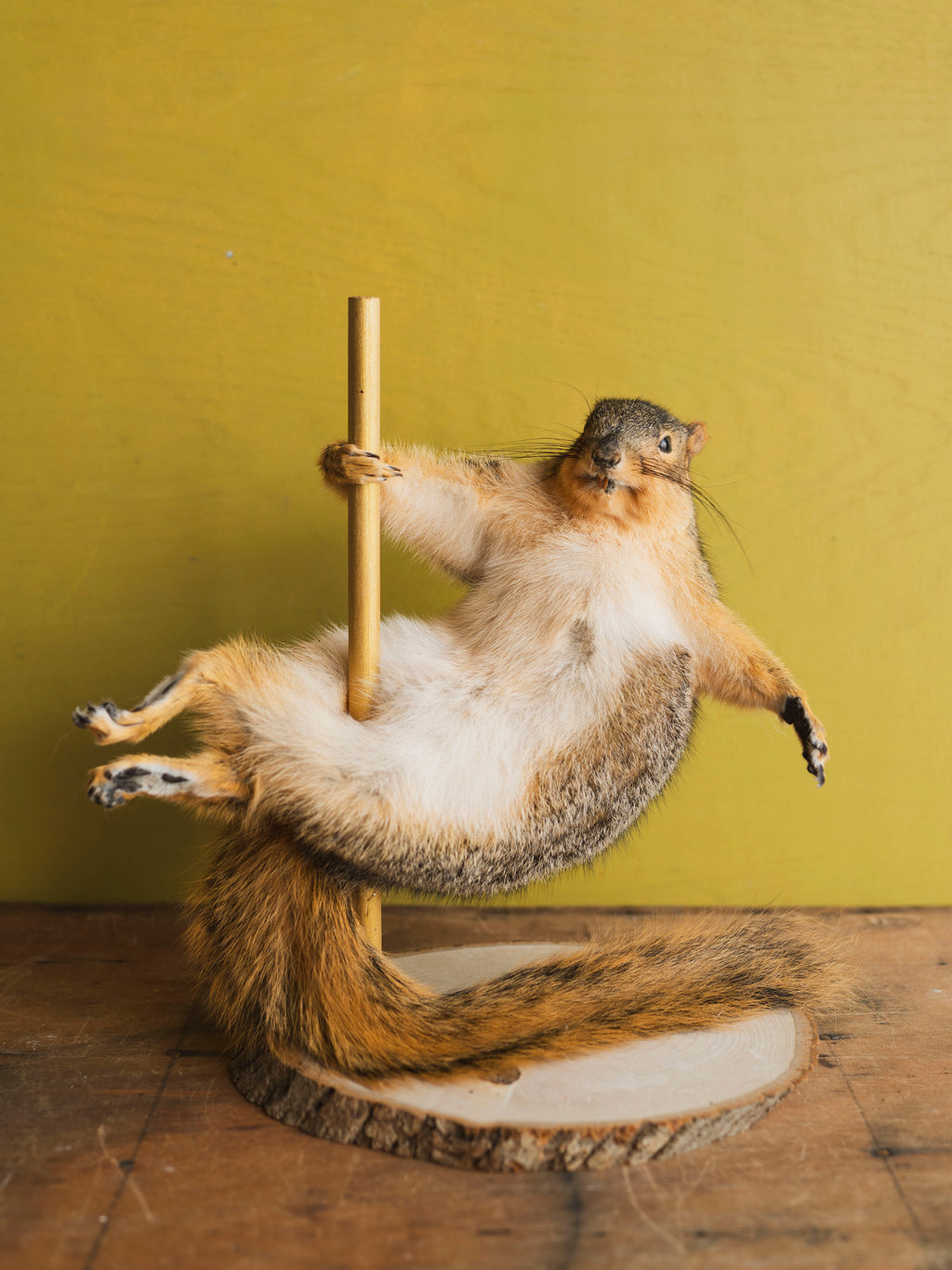 Stripper Squirrel Taxidermy (Cupid), TA368