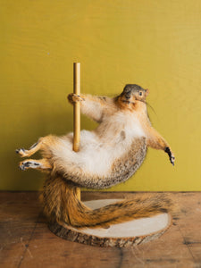Stripper Squirrel Taxidermy (Cupid), TA368