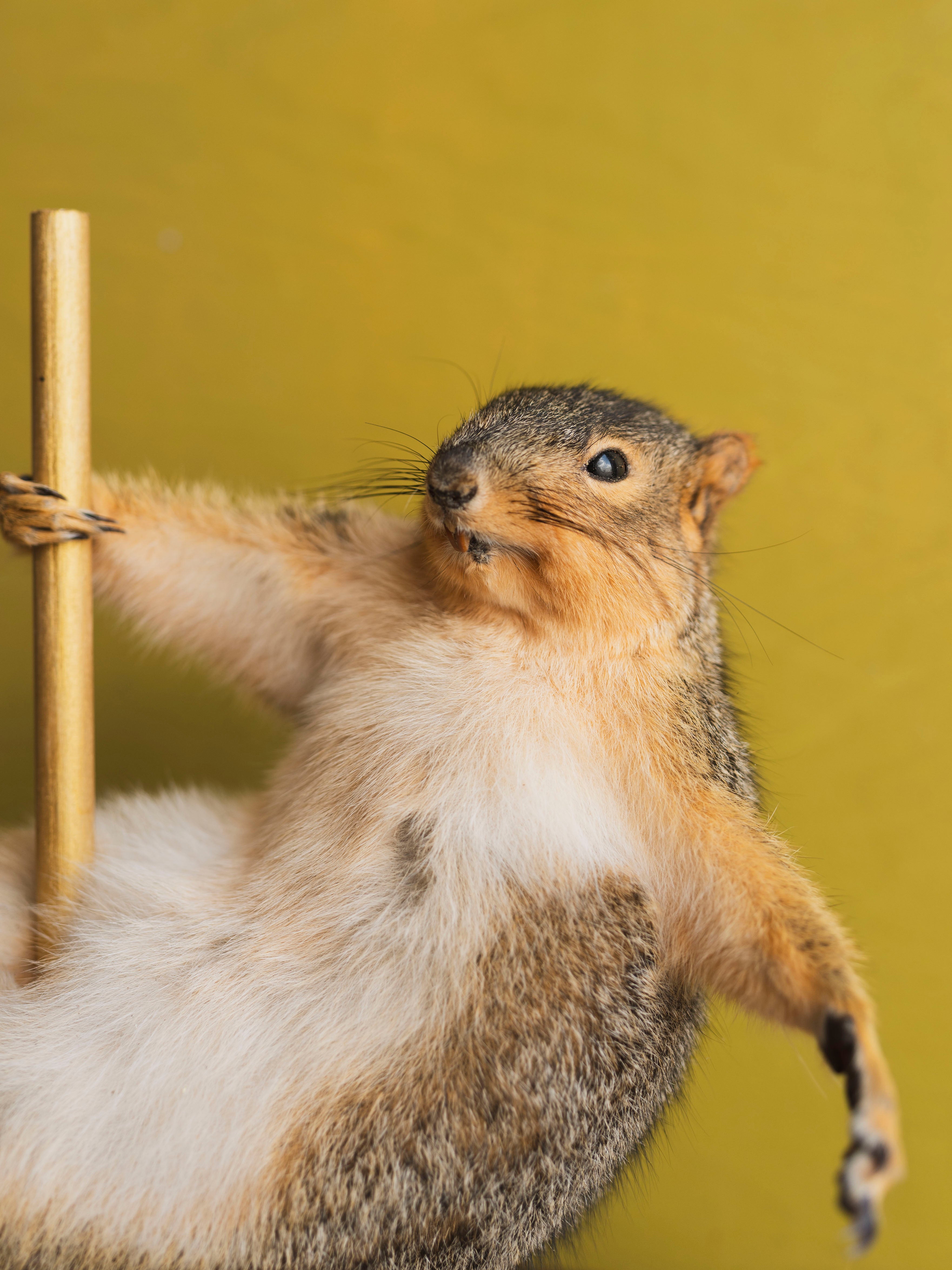 Stripper Squirrel Taxidermy (Cupid), TA368