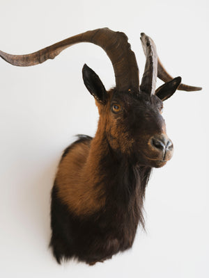 Spanish Ram Shoulder Mount Taxidermy (Lucious), TA348