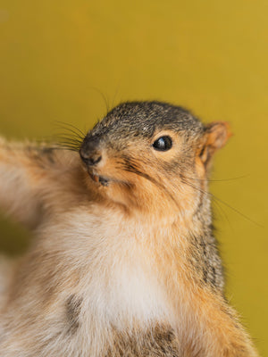 Stripper Squirrel Taxidermy (Cupid), TA368