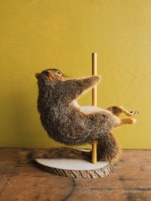 Stripper Squirrel Taxidermy (Cupid), TA368