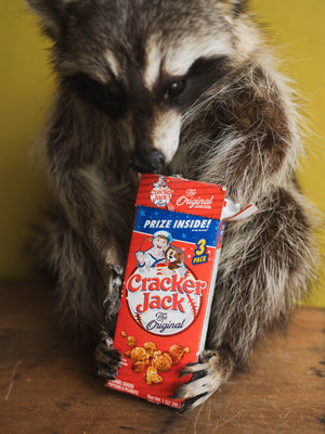 Full Body Raccoon Cracker Jack Taxidermy (Ruth), TA371
