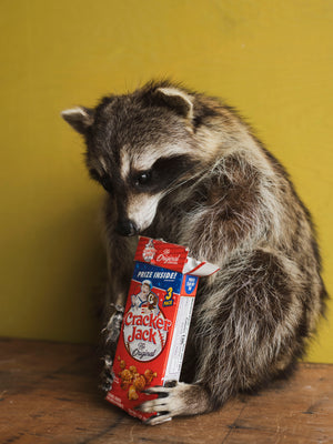 Full Body Raccoon Cracker Jack Taxidermy (Ruth), TA371