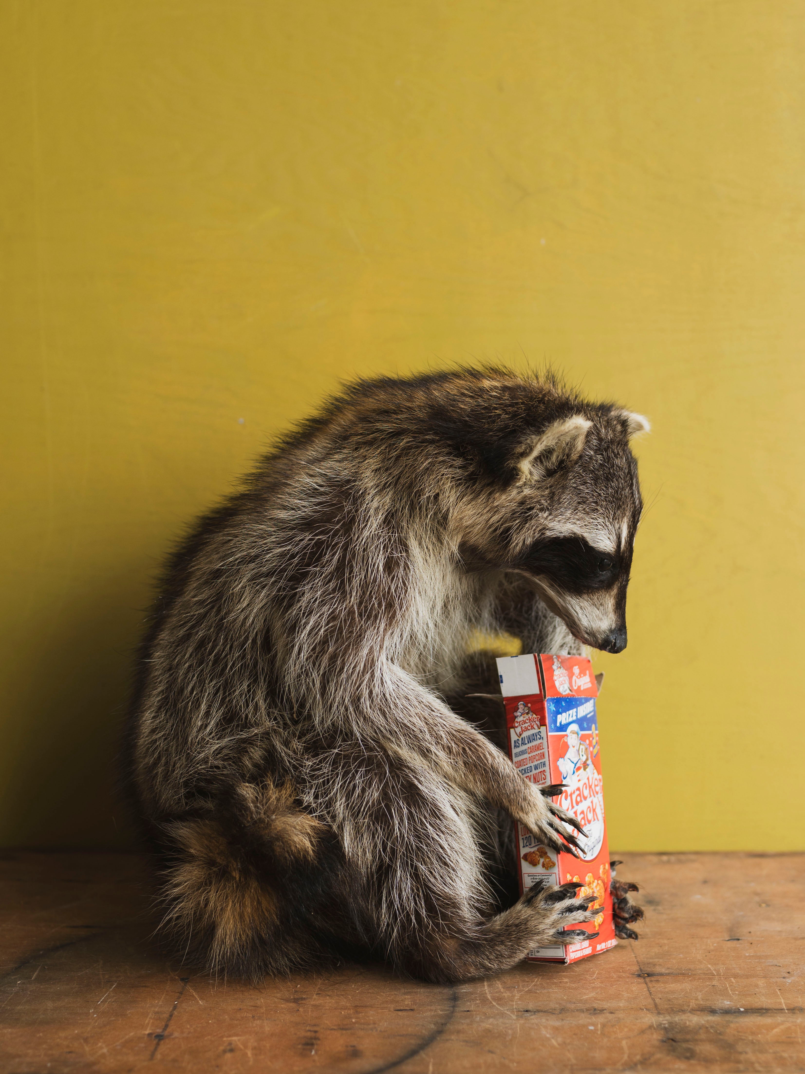 Full Body Raccoon Cracker Jack Taxidermy (Ruth), TA371