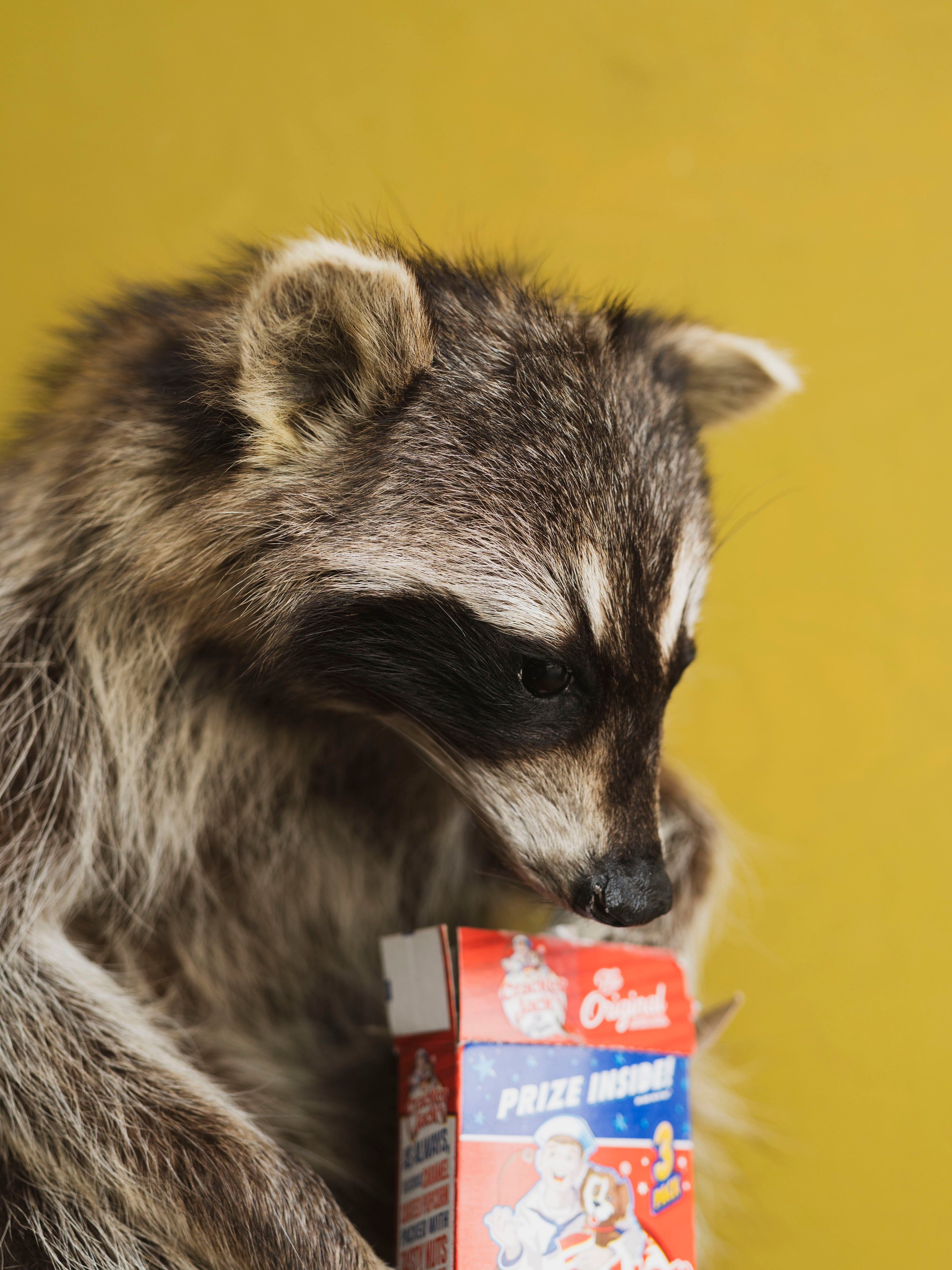 Full Body Raccoon Cracker Jack Taxidermy (Ruth), TA371