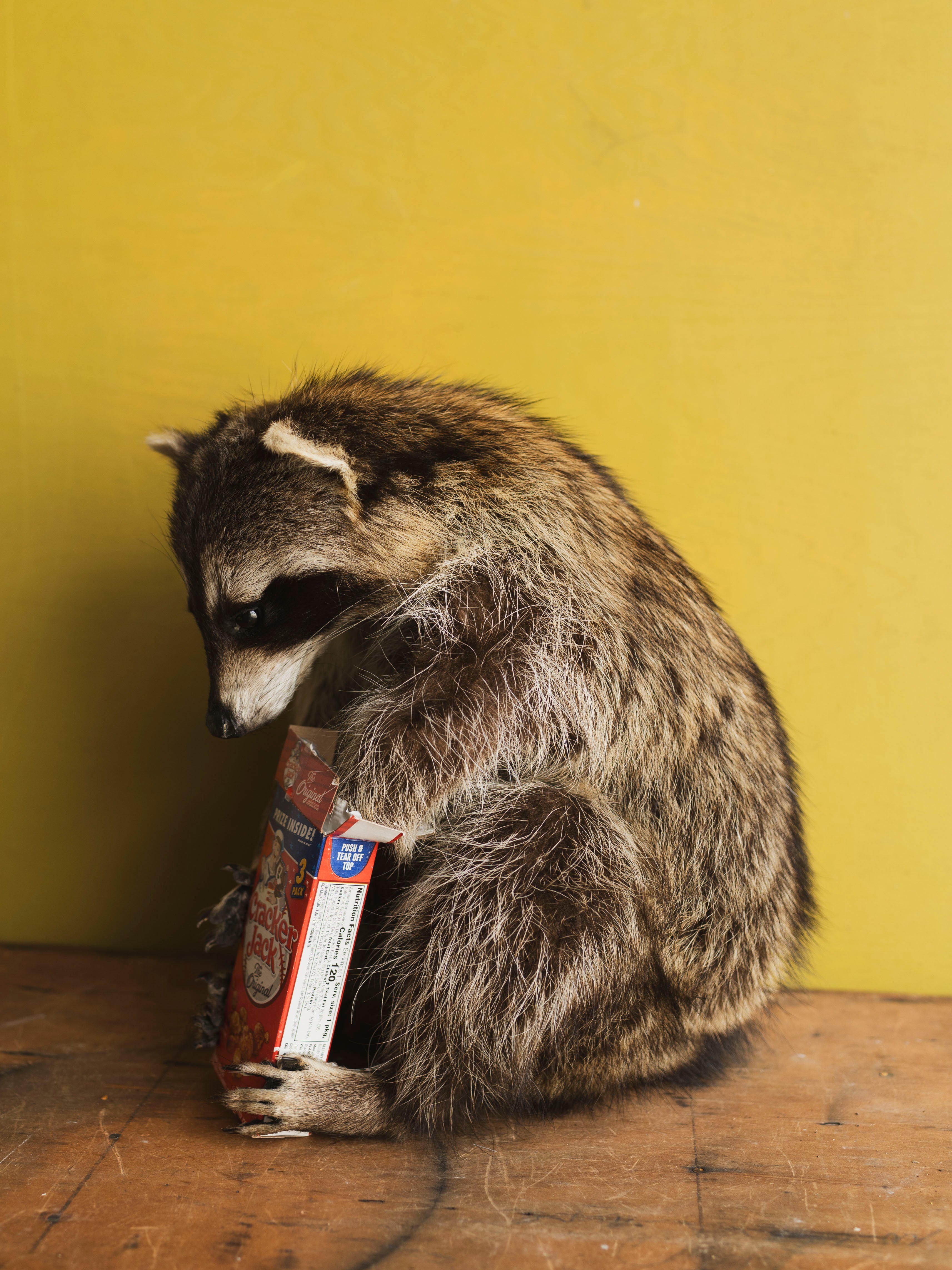 Full Body Raccoon Cracker Jack Taxidermy (Ruth), TA371