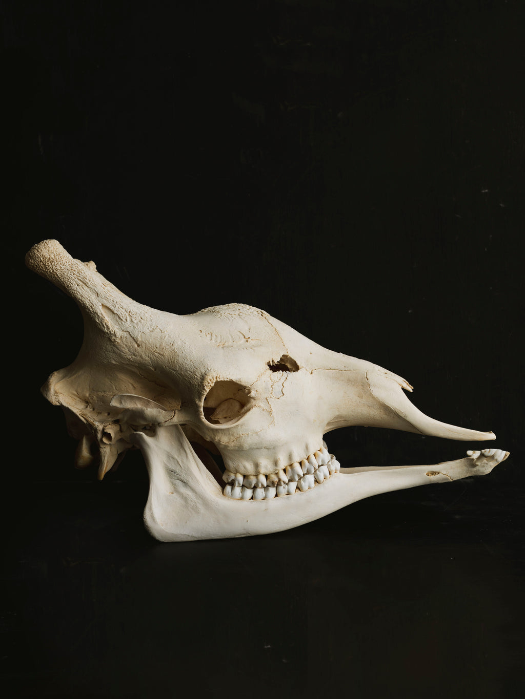Giraffe Skull, SB33