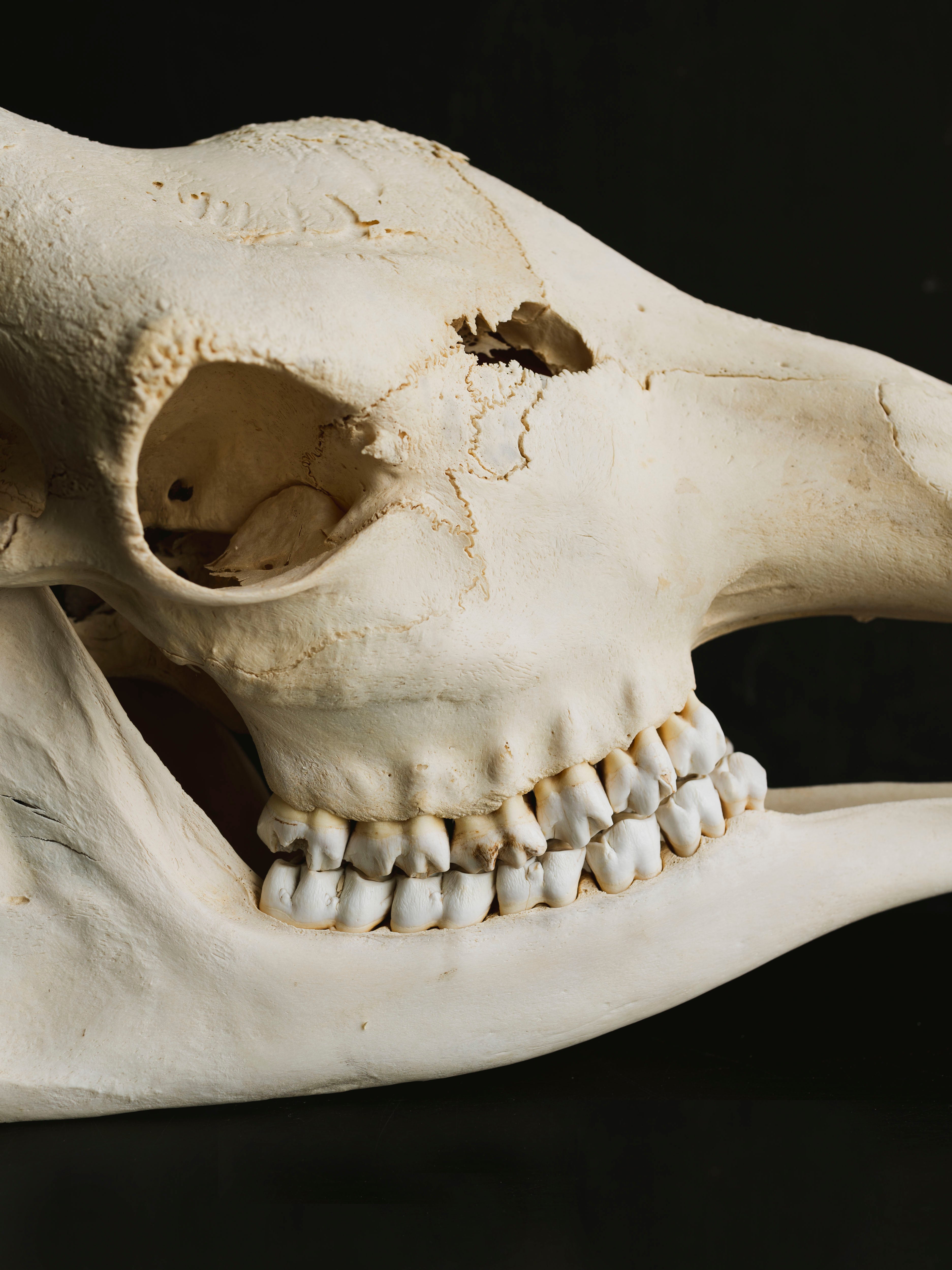 Giraffe Skull, SB33
