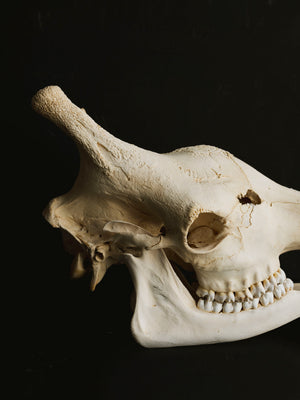 Giraffe Skull, SB33