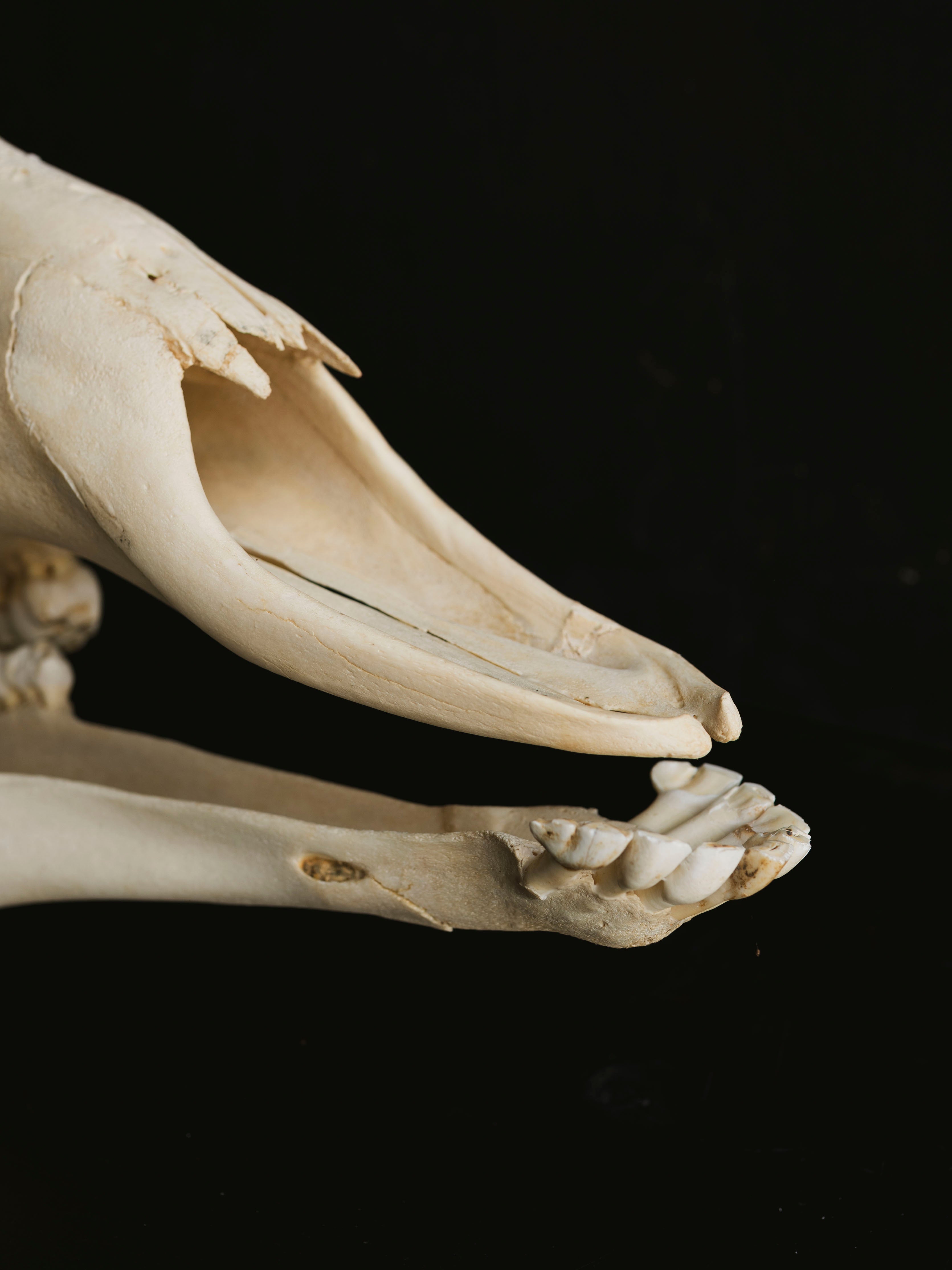 Giraffe Skull, SB33