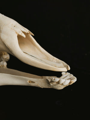 Giraffe Skull, SB33