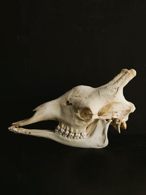 Giraffe Skull, SB33