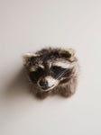 Raccoon Head Taxidermy (Simon), TA353