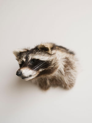 Raccoon Head Taxidermy (Simon), TA353