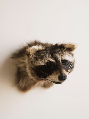 Raccoon Head Taxidermy (Simon), TA353