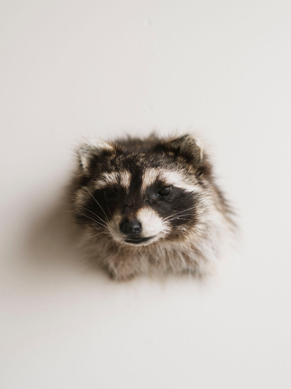 Raccoon Head Taxidermy (Garfunkel), TA354