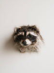 Raccoon Head Taxidermy (Garfunkel), TA354