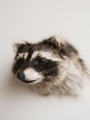 Raccoon Head Taxidermy (Garfunkel), TA354