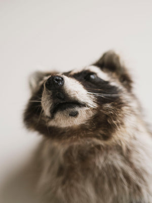 Raccoon Head Taxidermy (Garfunkel), TA354