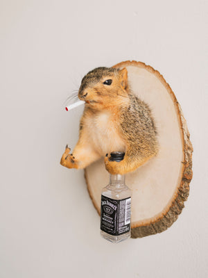 Smoker Squirrel Taxidermy (Randy), TA352