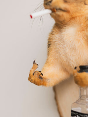 Smoker Squirrel Taxidermy (Randy), TA352