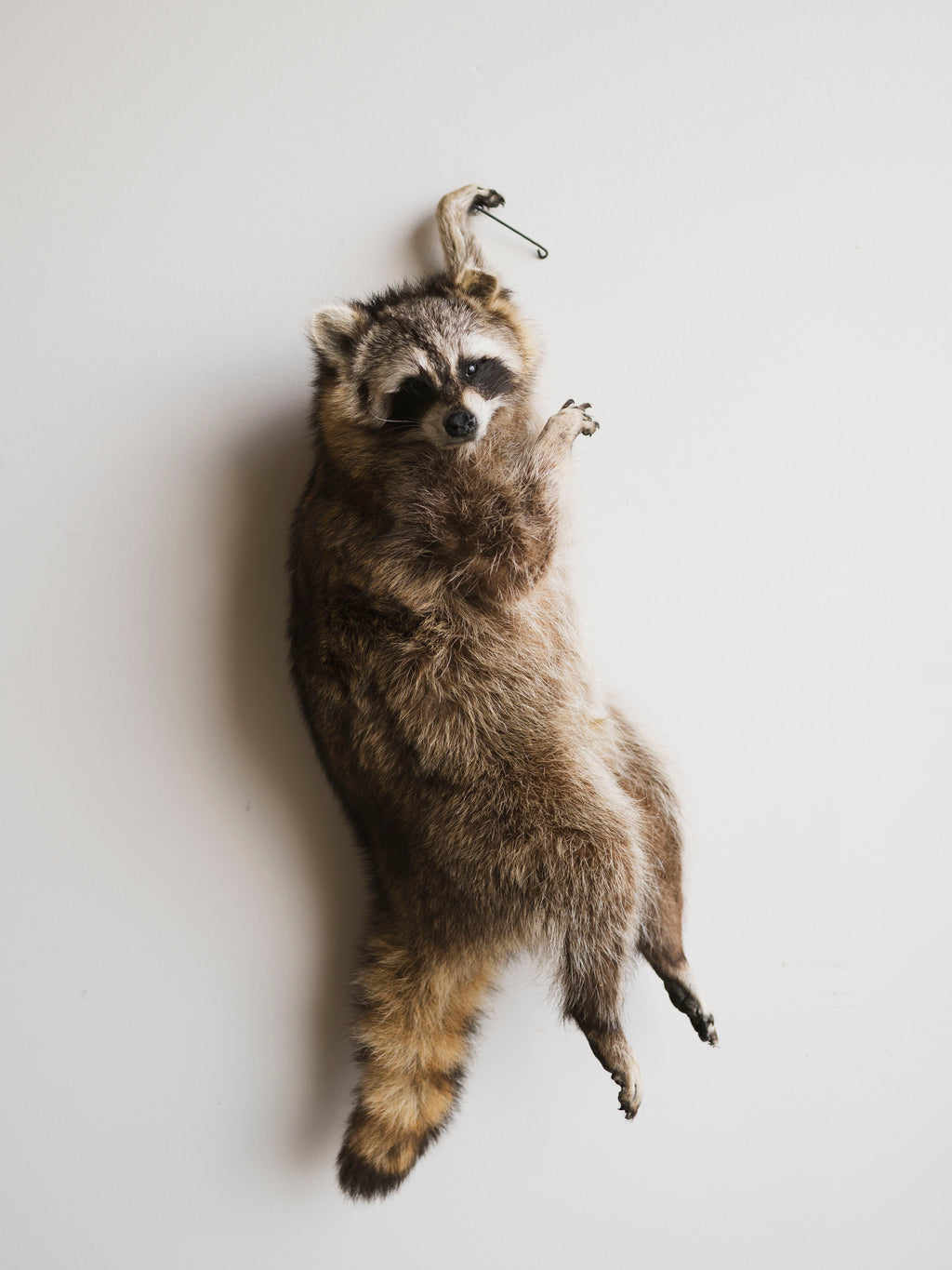 Full Body Hanging Raccoon Taxidermy (Joe), TA350