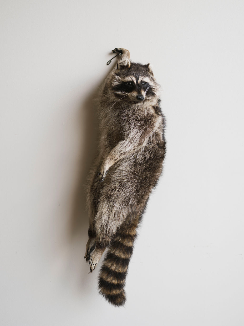 Full Body Hanging Raccoon Taxidermy (Mama), TA351