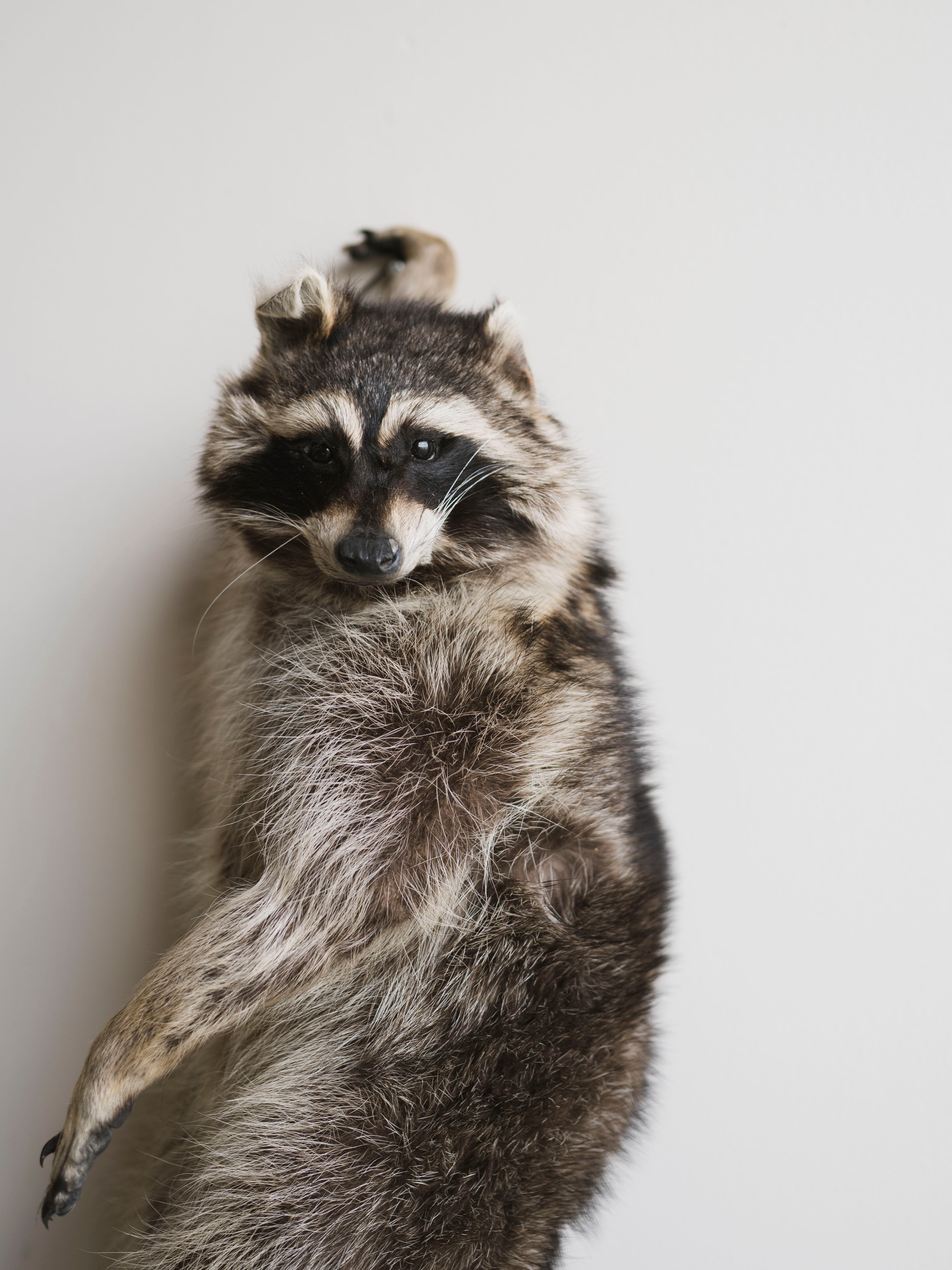 Full Body Hanging Raccoon Taxidermy (Mama), TA351