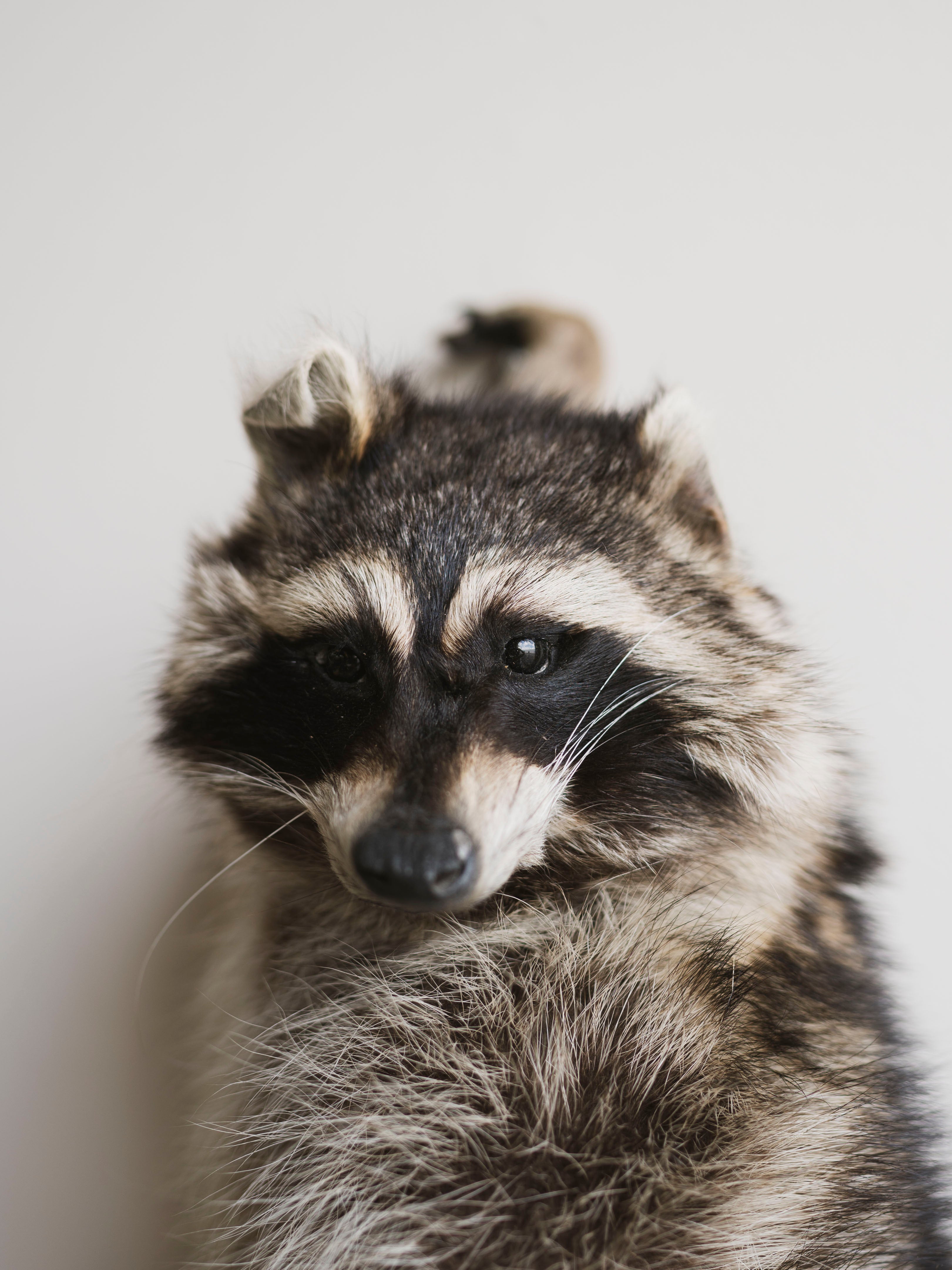 Full Body Hanging Raccoon Taxidermy (Mama), TA351