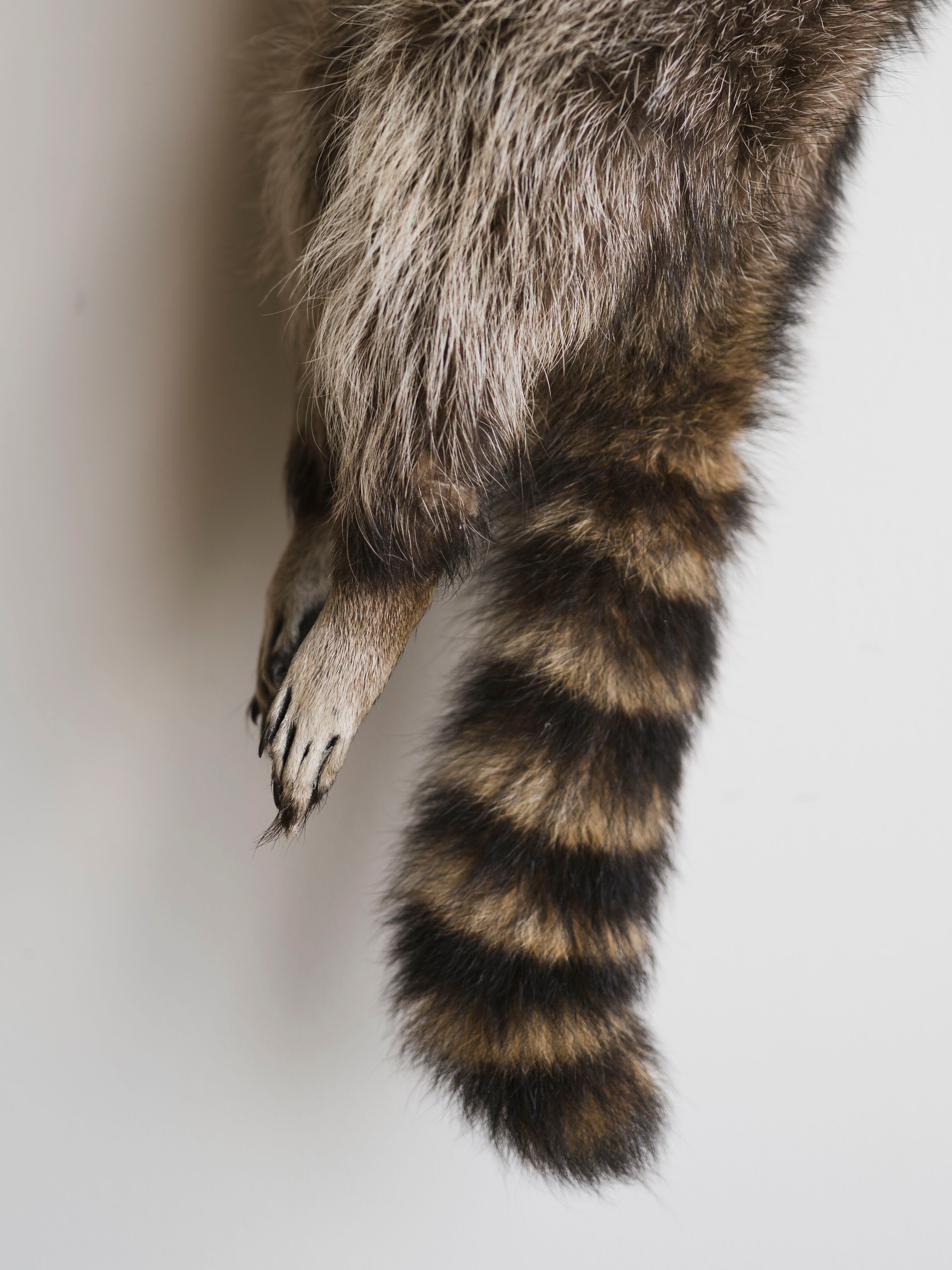 Full Body Hanging Raccoon Taxidermy (Mama), TA351